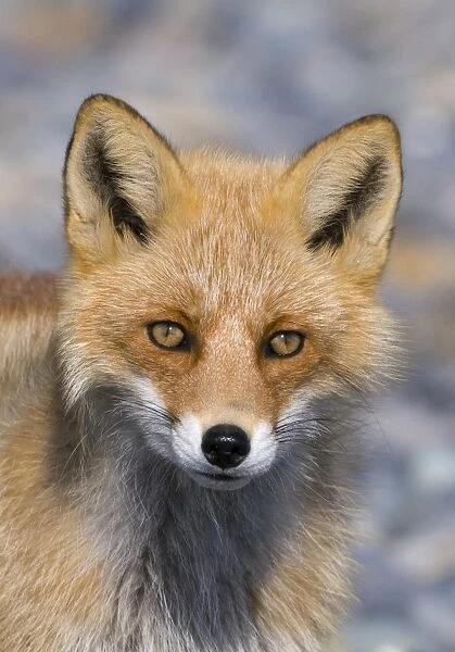 Red Fox (Vulpes vulpes schrencki) adult, close-up of head, Hokkaido, Japan, winter