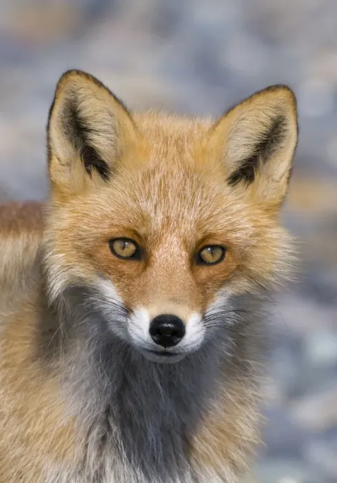 Framed Print : Red Fox (Vulpes vulpes schrencki) adult, close-up of head, Hokkaido, Japan, winter