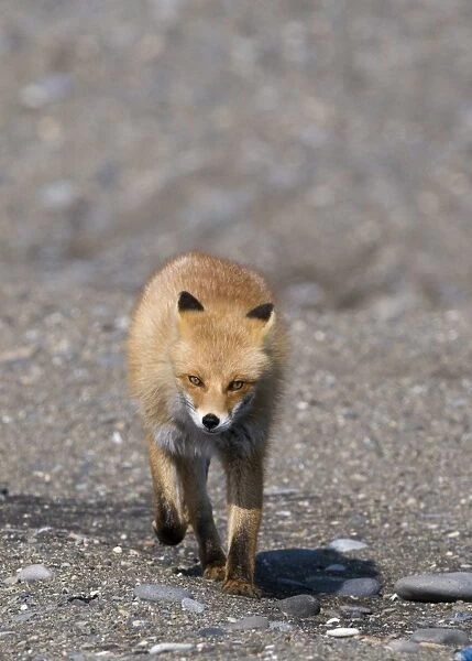 Red Fox (Vulpes vulpes schrencki) adult, walking along beach, Hokkaido, Japan, winter
