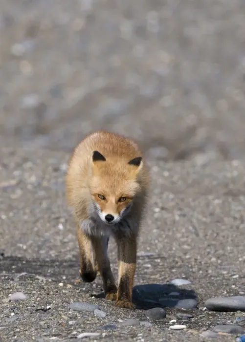 Framed Print : Red Fox (Vulpes vulpes schrencki) adult, walking along beach, Hokkaido, Japan, winter Framed Print : Red Fox (Vulpes vulpes schrencki) adult, walking along beach, Hokkaido, Japan, winter
