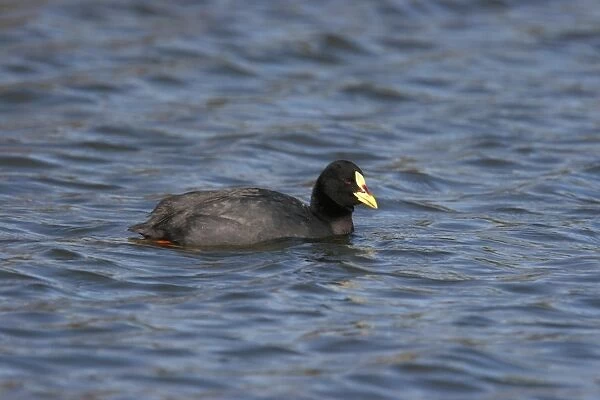 Red-gartered Coot (Fulica armillata) adult, swimming, Vicente Lopez, Buenos Aires Province, Argentina, july