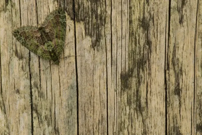 Framed Print : Red-green Carpet Moth (Chloroclysta siterata) adult, resting on wooden gatepost, Sheffield, South Yorkshire, England
