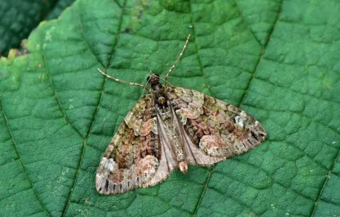 Framed Print : Red-Green Carpet Moth (Cloeoclysta siterata) On leaf - wings open - Mistley Framed Print : Red-Green Carpet Moth (Cloeoclysta siterata) On leaf - wings open - Mistley
