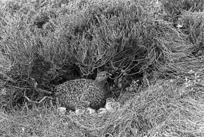 Framed Print : Red Grouse female with newly hatched young. Aviemore. Taken by Eric Hosking in 1939