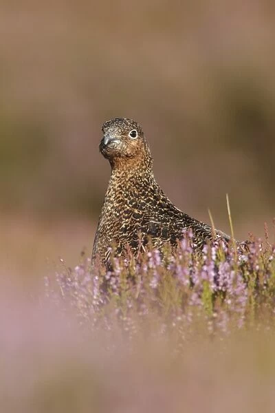 Red Grouse (Lagopus lagopus scoticus) immature male, sitting amongst flowering heather on moorland, North Yorkshire
