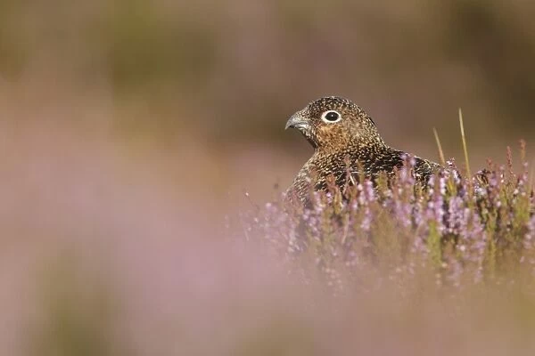 Red Grouse (Lagopus lagopus scoticus) immature male, sitting amongst flowering heather on moorland, North Yorkshire