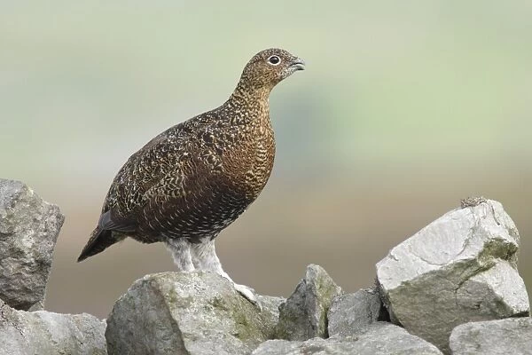 Red Grouse (Lagopus lagopus scoticus) adult female, calling, standing on drystone wall in moorland, Swaledale