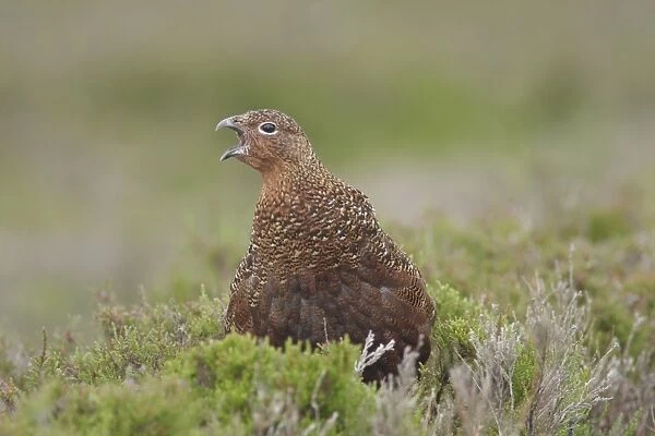 Red Grouse (Lagopus lagopus scoticus) immature male, with beak open, standing in heather on moorland, Swaledale