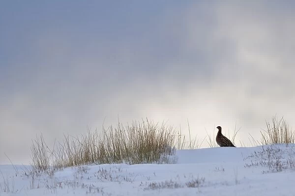 Red Grouse (Lagopus lagopus scoticus) adult female, standing in snow, silhouetted against moody sky, Grinton