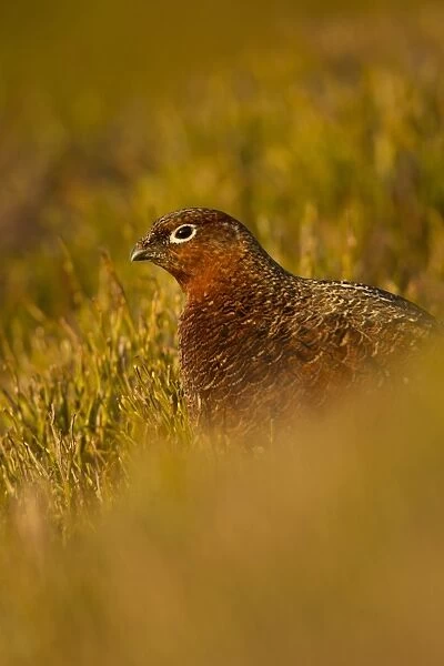 Red Grouse (Lagopus lagopus scoticus) adult female, standing in bilberry, Peak District, Derbyshire, England, February
