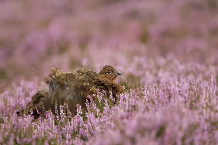 Framed Print : Red Grouse (Lagopus lagopus scoticus) adult, shaking feathers amongst flowering heather, Peak District, Derbyshire, England, august Framed Print : Red Grouse (Lagopus lagopus scoticus) adult, shaking feathers amongst flowering heather, Peak District, Derbyshire, England, august