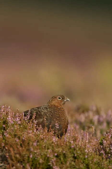 Framed Print : Red Grouse (Lagopus lagopus scoticus) adult, standing amongst flowering heather, Peak District, Derbyshire, England, august Framed Print : Red Grouse (Lagopus lagopus scoticus) adult, standing amongst flowering heather, Peak District, Derbyshire, England, august