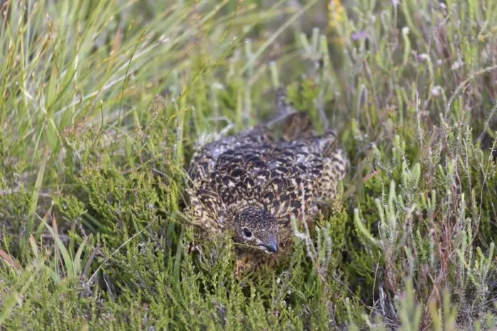 Framed Print : Red Grouse (Lagopus lagopus scoticus) adult female, hiding amongst heather, Lochindorb, Strathspey, Morayshire Framed Print : Red Grouse (Lagopus lagopus scoticus) adult female, hiding amongst heather, Lochindorb, Strathspey, Morayshire
