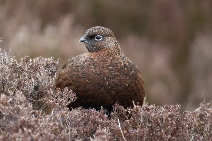 Framed Print : Red Grouse (Lagopus lagopus scoticus) adult female, standing in heather on moorland, Yorkshire, England, March Framed Print : Red Grouse (Lagopus lagopus scoticus) adult female, standing in heather on moorland, Yorkshire, England, March