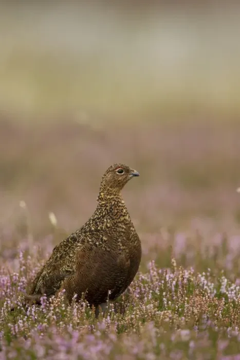 Framed Print : Red Grouse (Lagopus lagopus scoticus) adult female, standing in flowering heather on moorland, Peak District N. P