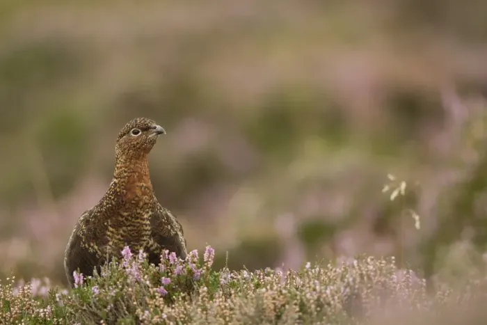 Framed Print : Red Grouse (Lagopus lagopus scoticus) adult female, standing in flowering heather on moorland, Peak District N. P Framed Print : Red Grouse (Lagopus lagopus scoticus) adult female, standing in flowering heather on moorland, Peak District N. P