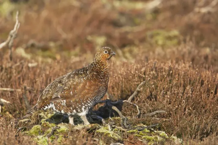 Framed Print : Red Grouse (Lagopus lagopus scoticus) adult female, standing on moorland, Yorkshire Dales N. P. Yorkshire, England Framed Print : Red Grouse (Lagopus lagopus scoticus) adult female, standing on moorland, Yorkshire Dales N. P. Yorkshire, England