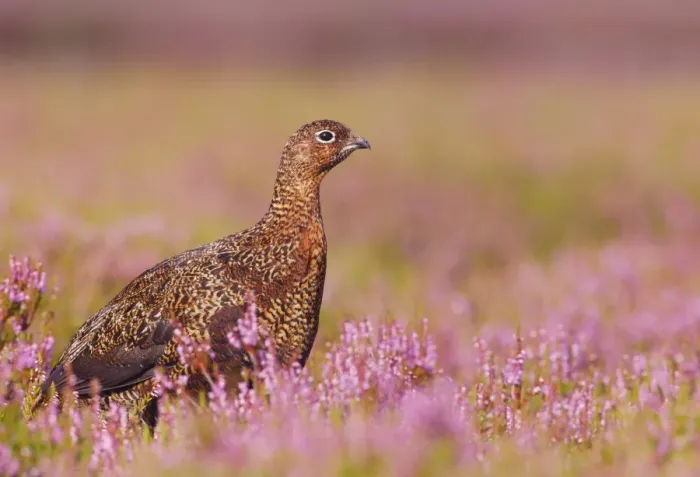 Framed Print : Red Grouse (Lagopus lagopus scoticus) adult female, standing amongst flowering heather on moorland, Yorkshire Dales N. P. Yorkshire, England, august