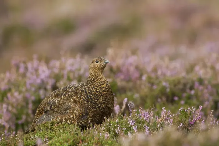 Framed Print : Red Grouse (Lagopus lagopus scoticus) adult female, standing amongst flowering heather on moorland, Peak District, Derbyshire, England, september Framed Print : Red Grouse (Lagopus lagopus scoticus) adult female, standing amongst flowering heather on moorland, Peak District, Derbyshire, England, september