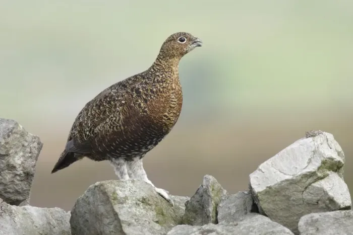Framed Print : Red Grouse (Lagopus lagopus scoticus) adult female, calling, standing on drystone wall in moorland, Swaledale Framed Print : Red Grouse (Lagopus lagopus scoticus) adult female, calling, standing on drystone wall in moorland, Swaledale