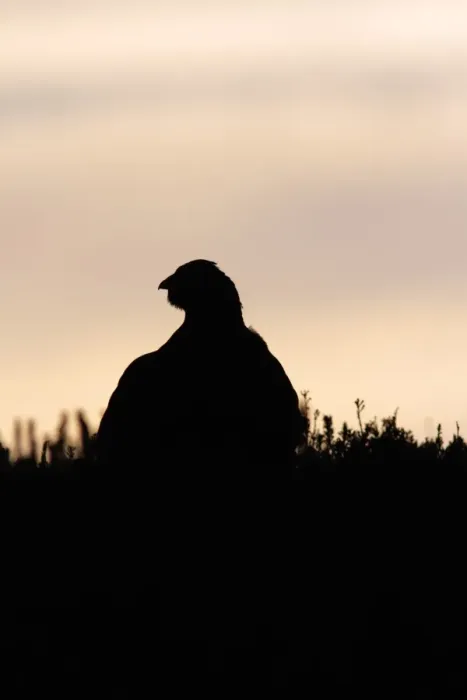 Framed Print : Red Grouse (Lagopus lagopus scoticus) adult male, standing in heather on moorland, silhouetted at sunrise, Swaledale Framed Print : Red Grouse (Lagopus lagopus scoticus) adult male, standing in heather on moorland, silhouetted at sunrise, Swaledale
