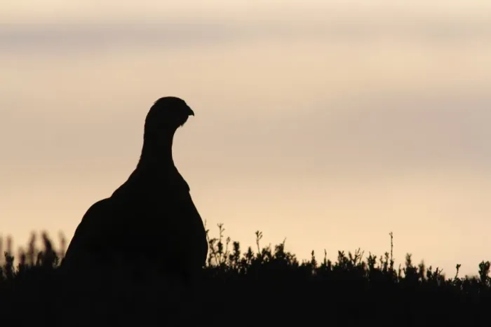 Framed Print : Red Grouse (Lagopus lagopus scoticus) adult male, standing in heather on moorland, silhouetted at sunrise, Swaledale Framed Print : Red Grouse (Lagopus lagopus scoticus) adult male, standing in heather on moorland, silhouetted at sunrise, Swaledale