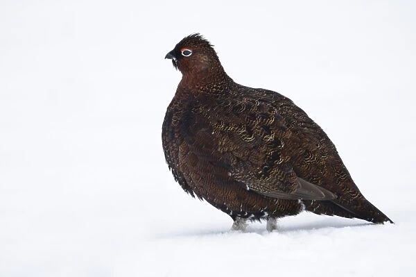 Red Grouse (Lagopus lagopus scoticus) adult male, standing in snow, near Hawnby, North York Moors N. P