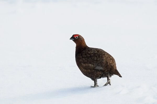 Red Grouse (Lagopus lagopus scoticus) adult male, walking on snow, Lecht, Cairngorms N. P