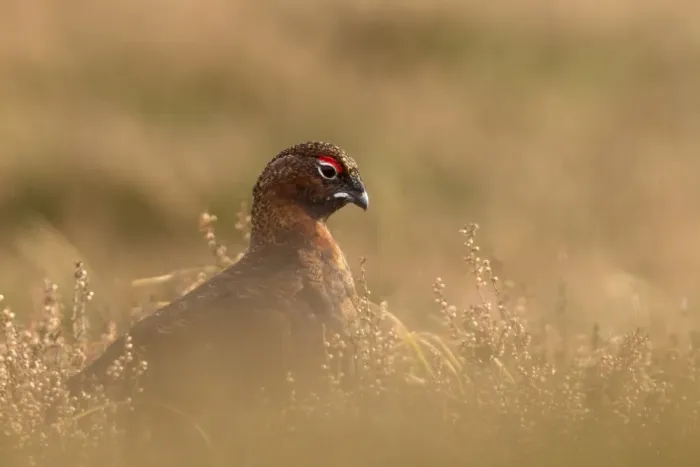 Framed Print : Red Grouse (Lagopus lagopus scoticus) adult male, standing amongst heather on moorland, Lammermuir Hills, Berwickshire Framed Print : Red Grouse (Lagopus lagopus scoticus) adult male, standing amongst heather on moorland, Lammermuir Hills, Berwickshire