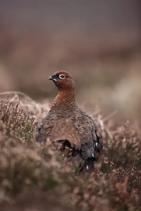Framed Print : Red Grouse (Lagopus lagopus scoticus) adult male, standing amongst heather on moorland, Scotland, winter Framed Print : Red Grouse (Lagopus lagopus scoticus) adult male, standing amongst heather on moorland, Scotland, winter