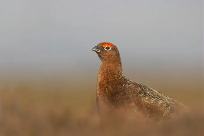 Framed Print : Red Grouse (Lagopus lagopus scoticus) adult male, standing on moorland, Yorkshire Dales N. P. Yorkshire, England Framed Print : Red Grouse (Lagopus lagopus scoticus) adult male, standing on moorland, Yorkshire Dales N. P. Yorkshire, England