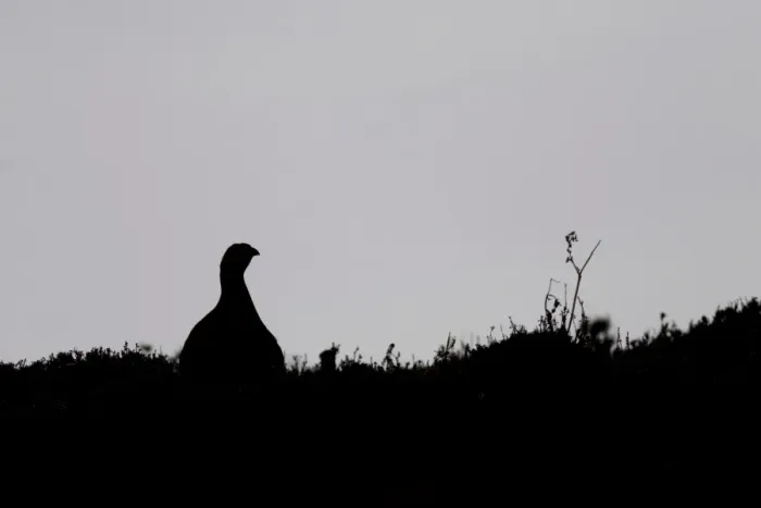 Framed Print : Red Grouse (Lagopus lagopus scoticus) adult male, silhouette on heather moorland, North Yorkshire, England, april Framed Print : Red Grouse (Lagopus lagopus scoticus) adult male, silhouette on heather moorland, North Yorkshire, England, april