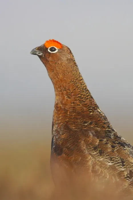 Framed Print : Red Grouse (Lagopus lagopus scoticus) adult male, standing on moorland, Yorkshire Dales N. P. Yorkshire, England