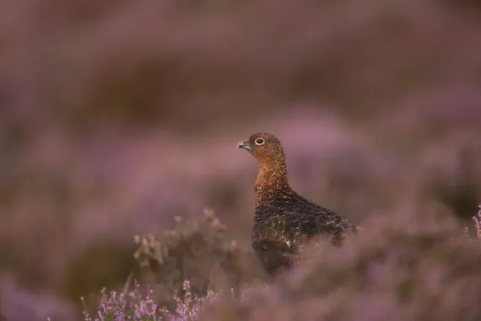 Framed Print : Red Grouse (Lagopus lagopus scoticus) adult male, standing amongst flowering heather on moorland, Peak District, Derbyshire, England, september Framed Print : Red Grouse (Lagopus lagopus scoticus) adult male, standing amongst flowering heather on moorland, Peak District, Derbyshire, England, september