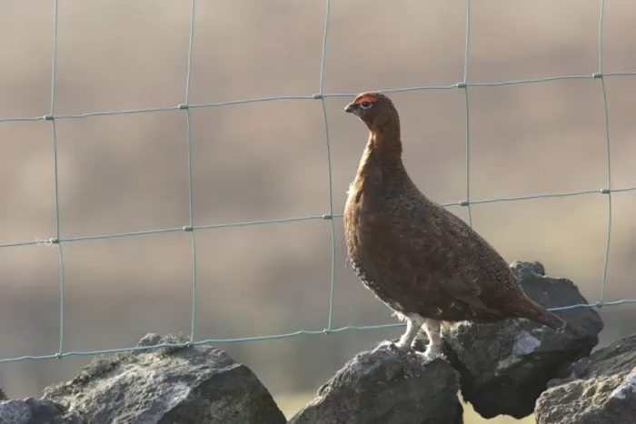 Framed Print : Red Grouse (Lagopus lagopus scoticus) adult male, standing on drystone wall beside wire fence, North Yorkshire, England, april Framed Print : Red Grouse (Lagopus lagopus scoticus) adult male, standing on drystone wall beside wire fence, North Yorkshire, England, april