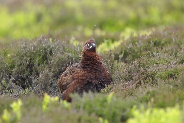 Red Grouse (Lagopus lagopus scoticus) adult male, standing amongst heather and bilberry on moorland, Yorkshire, England, april