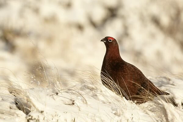 Red Grouse (Lagopus lagopus scoticus) adult male, standing in snow covered upland, Highlands, Scotland, january