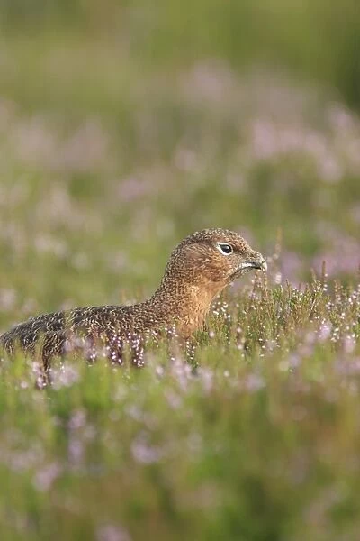 Red Grouse (Lagopus lagopus scoticus) adult male, feeding on tips of heather in moorland, Swaledale