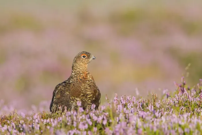 Framed Print : Red Grouse (Lagopus lagopus scoticus) adult male, standing amongst flowering heather on moorland, Yorkshire, England Framed Print : Red Grouse (Lagopus lagopus scoticus) adult male, standing amongst flowering heather on moorland, Yorkshire, England