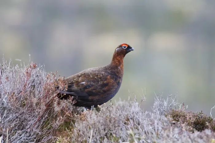 Framed Print : Red Grouse (Lagopus lagopus scoticus) adult male, standing amongst heather on hillside, near Lecht, Cairngorms N. P Framed Print : Red Grouse (Lagopus lagopus scoticus) adult male, standing amongst heather on hillside, near Lecht, Cairngorms N. P