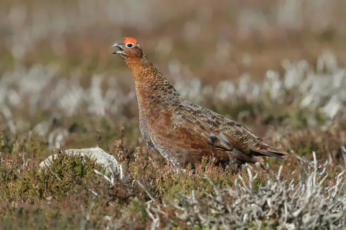Framed Print : Red Grouse (Lagopus lagopus scoticus) adult male, calling, standing amongst heather on moorland, Yorkshire, England Framed Print : Red Grouse (Lagopus lagopus scoticus) adult male, calling, standing amongst heather on moorland, Yorkshire, England