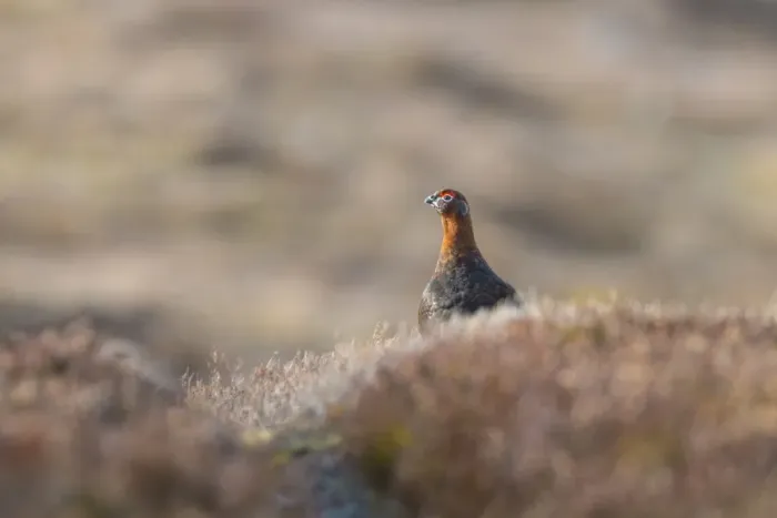Framed Print : Red Grouse (Lagopus lagopus scoticus) adult male, standing in heather on moorland, Grampian Mountains, Highlands Framed Print : Red Grouse (Lagopus lagopus scoticus) adult male, standing in heather on moorland, Grampian Mountains, Highlands