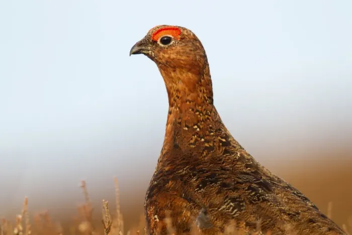 Framed Print : Red Grouse (Lagopus lagopus scoticus) adult male, close-up of head and neck, standing amongst heather on moorland