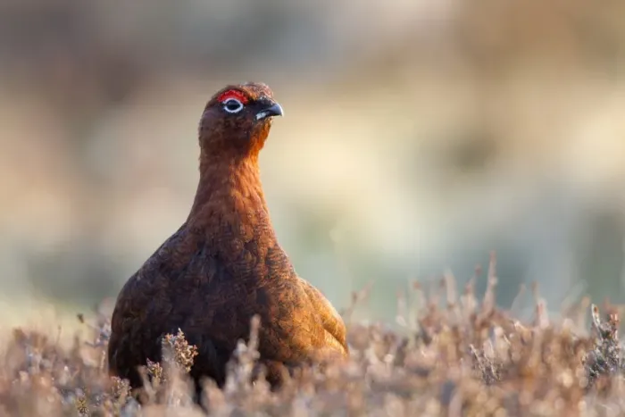 Framed Print : Red Grouse (Lagopus lagopus scoticus) adult male, standing amongst heather on moorland, Lammermuir Hills Framed Print : Red Grouse (Lagopus lagopus scoticus) adult male, standing amongst heather on moorland, Lammermuir Hills