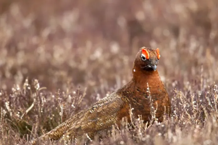 Framed Print : Red Grouse (Lagopus lagopus scoticus) adult male, feeding in heather on moorland, Lammermuir Hills, Scottish Borders