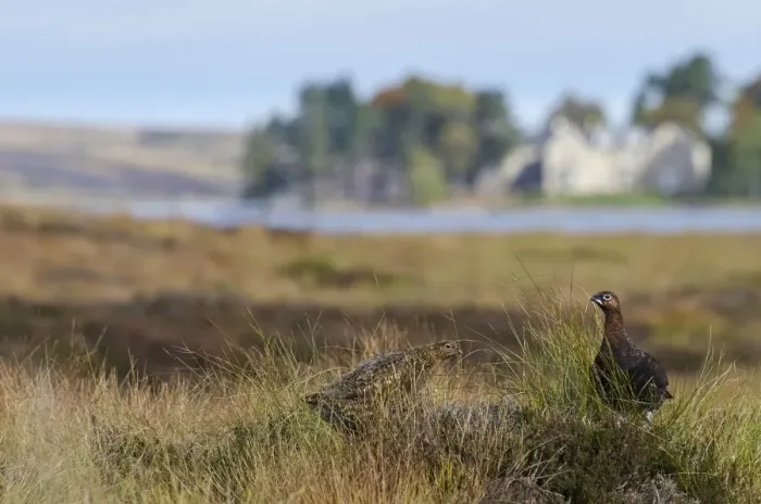Framed Print : Red Grouse (Lagopus lagopus scoticus) adult pair, standing on moorland habitat, Cairngorms N. P Framed Print : Red Grouse (Lagopus lagopus scoticus) adult pair, standing on moorland habitat, Cairngorms N. P
