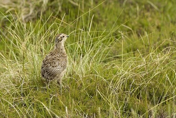 Red Grouse (Lagopus lagopus scoticus) chick, standing on moorland, Yorkshire, England, June