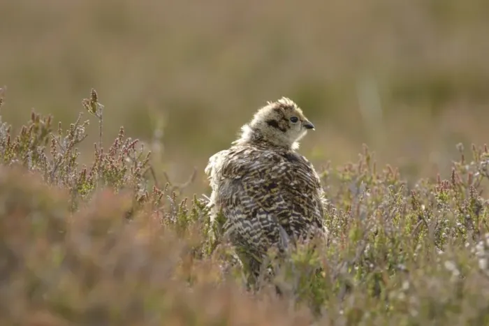 Framed Print : Red Grouse (Lagopus lagopus scoticus) chick, standing amongst heather on moorland, Swaledale, Yorkshire Dales N. P. North Yorkshire, England, june