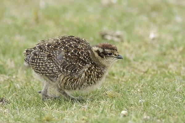 Red Grouse (Lagopus lagopus scoticus) chick, walking on short grass in moorland, Swaledale, Yorkshire Dales N. P