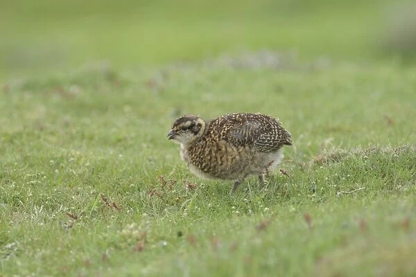 Red Grouse (Lagopus lagopus scoticus) chick, calling, standing on short grass at moorland edge, Nidderdale
